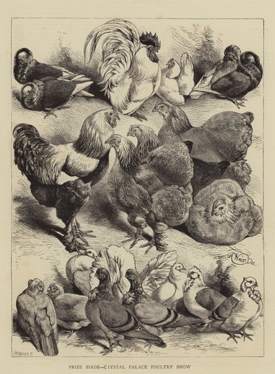 Oiseaux primés, exposition avicole du Crystal Palace - Harrison William Weir